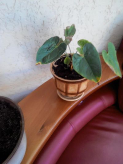 Лот: 6452718. Фото: 1. антуриум. Горшечные растения и комнатные цветы