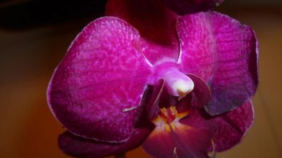 Лот: 5692115. Фото: 1. Орхидея фаленопсис F50(отцвела... Горшечные растения и комнатные цветы