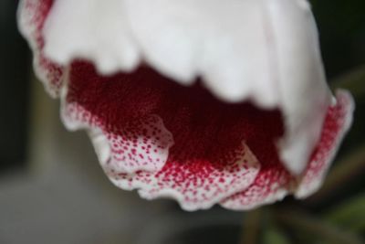 Лот: 4120118. Фото: 1. Глоксиния (Цветущее растение!). Горшечные растения и комнатные цветы