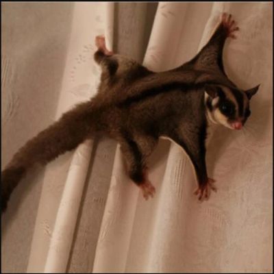 Лот: 7045768. Фото: 1. Сахарные поссумы. Остальные животные