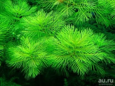 Лот: 15238912. Фото: 1. Перистолистник Матогросский Зеленый... Водные растения