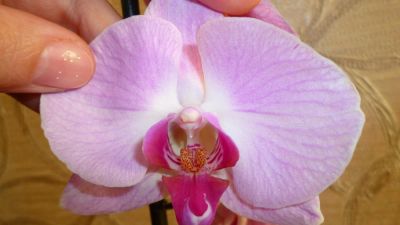 Лот: 4520045. Фото: 1. орхидея фаленопсис Е7 (Phalaenopsis... Горшечные растения и комнатные цветы