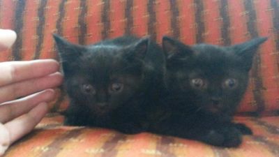 Лот: 9904033. Фото: 1. Отдам котят! 2 девочки,черные... Кошки, котята