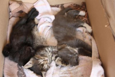 Лот: 2997602. Фото: 1. ОТДАМ КОТЯТ!!!!. Кошки, котята