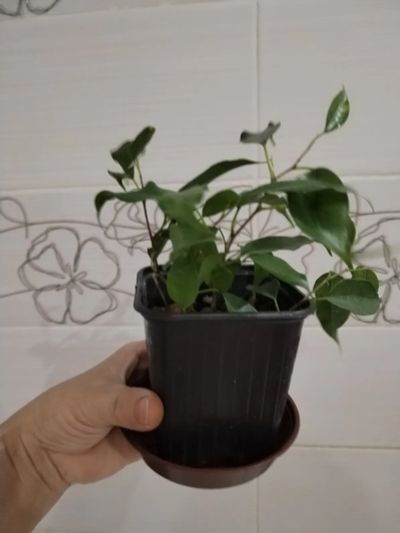 Лот: 25888987. Фото: 1. Фикус Бенджамин(малыш). Горшечные растения и комнатные цветы