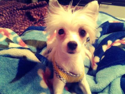 Лот: 3956741. Фото: 1. Мини китайская хохлатая в ДАР!. Собаки, щенки