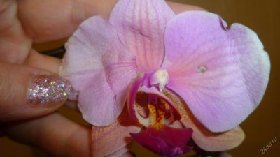 Лот: 5174109. Фото: 1. Орхидея фаленопсис Н51(отцвела... Горшечные растения и комнатные цветы