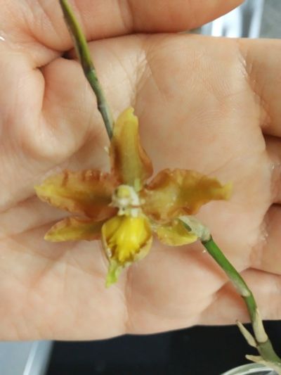 Лот: 14968801. Фото: 1. Орхидея Камбрия , сейчас не цветет... Горшечные растения и комнатные цветы