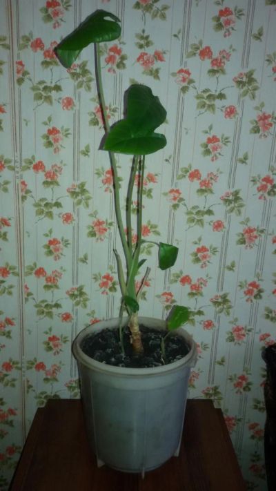 Лот: 9541975. Фото: 1. большой Цветок, забирайте, отдаю... Горшечные растения и комнатные цветы