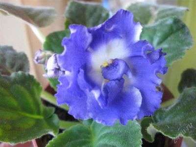 Лот: 2679430. Фото: 1. фиалка, молодое растение, зацвела. Горшечные растения и комнатные цветы