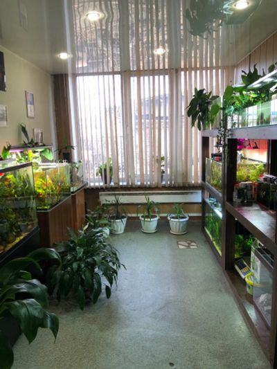 Лот: 25885488. Фото: 1. Продается студия аквариумного... Другое (аквариумистика)