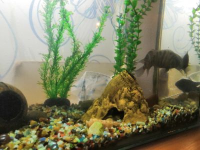 Лот: 12714806. Фото: 1. Аквариум, 90 л. Аквариумы, террариумы