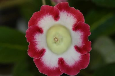 Лот: 3103749. Фото: 1. Глоксиния 52 (цветущая). Горшечные растения и комнатные цветы