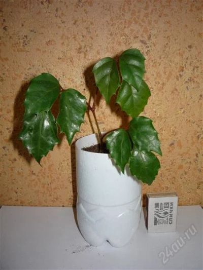 Лот: 1009262. Фото: 1. Циссус ромболистный (Cissus rhombifolia... Горшечные растения и комнатные цветы