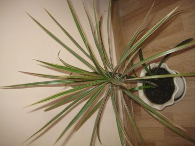 Лот: 3296586. Фото: 1. красивая трехцветная драцена микс... Горшечные растения и комнатные цветы