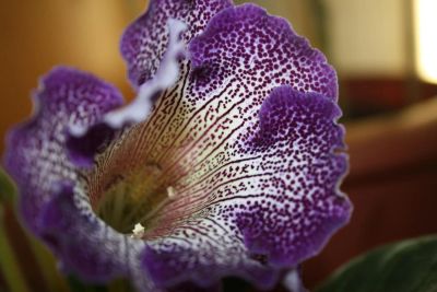 Лот: 5304356. Фото: 1. Глоксиния 3 тигрина синяя (зацвела... Горшечные растения и комнатные цветы