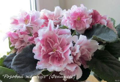 Лот: 15574412. Фото: 1. "СМ-Розовый Жемчуг"- фиалка. Лист... Горшечные растения и комнатные цветы