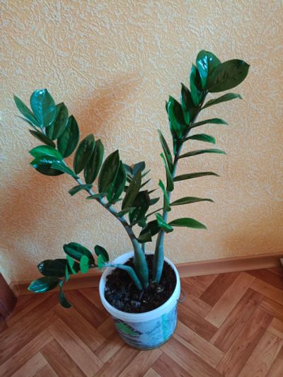 Лот: 25637110. Фото: 1. Замиокулькас (Долларовое дерево... Горшечные растения и комнатные цветы