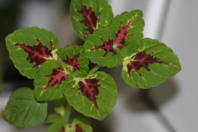 Лот: 3148263. Фото: 1. Колеус (крапивка) 5. Горшечные растения и комнатные цветы