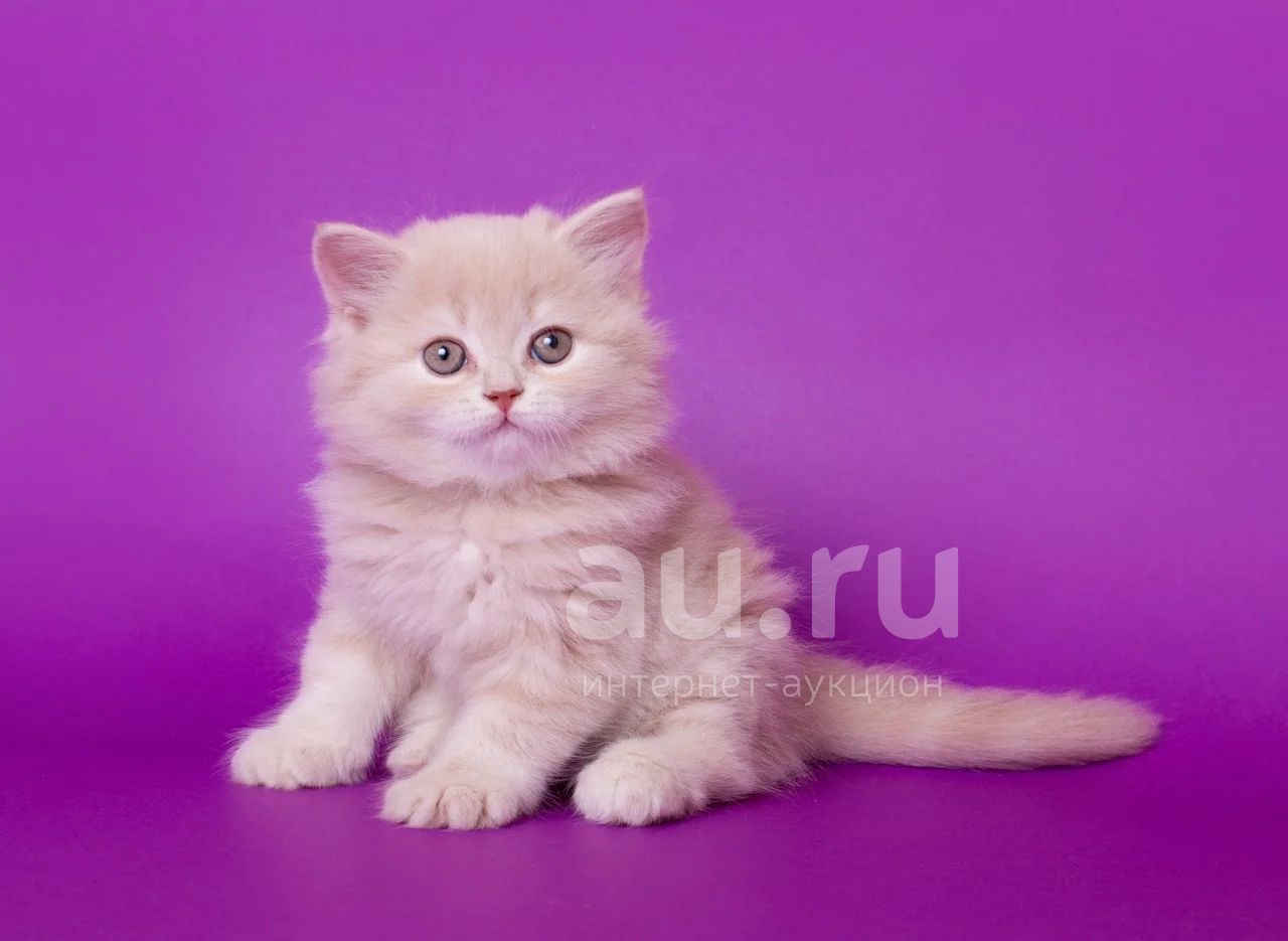Лиловый шотландец