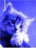 Dimakatt209