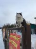 Аватарка