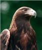 GoldenEagle