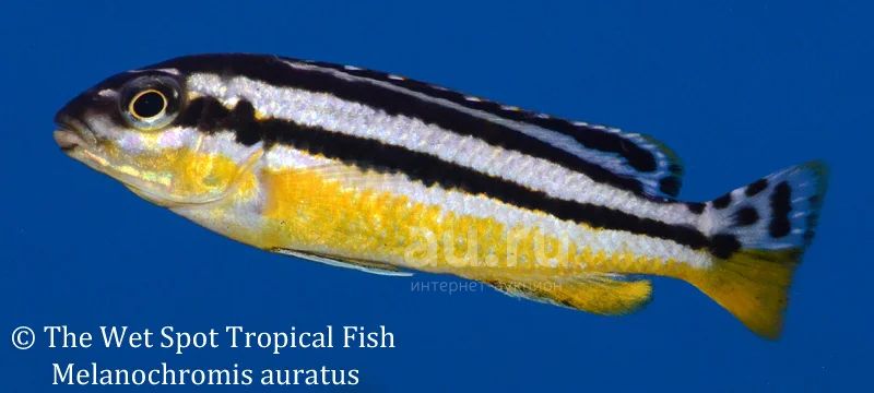 Меланохромис ауратус (Melanochromis auratus, животные, рыбки) — купить в  Красноярске. Рыбки на интернет-аукционе Au.ru