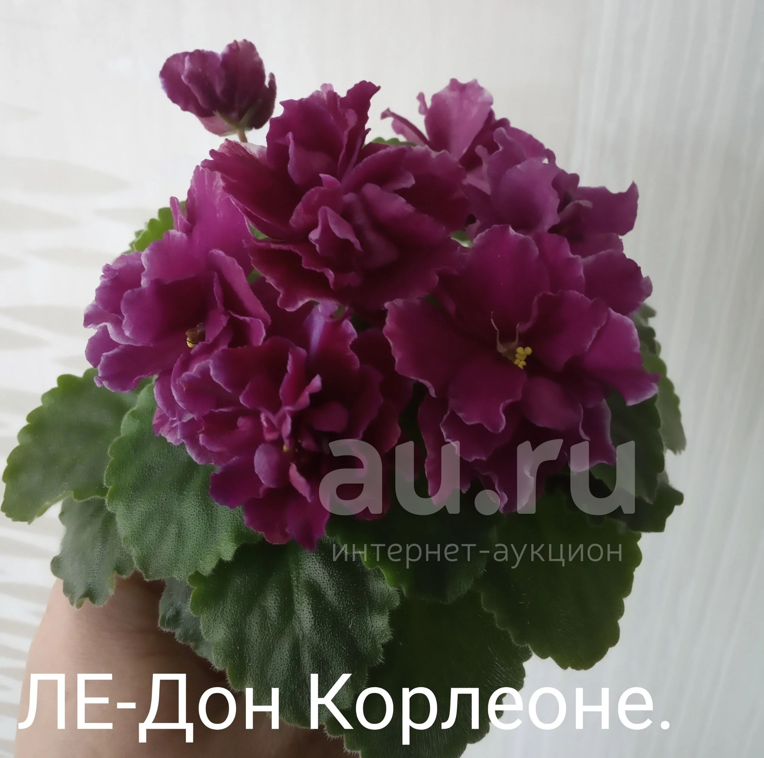 Фиалка сорта Дон Корлеоне: Фото и описание Эко-фокус Фотогалерея природы на dia-