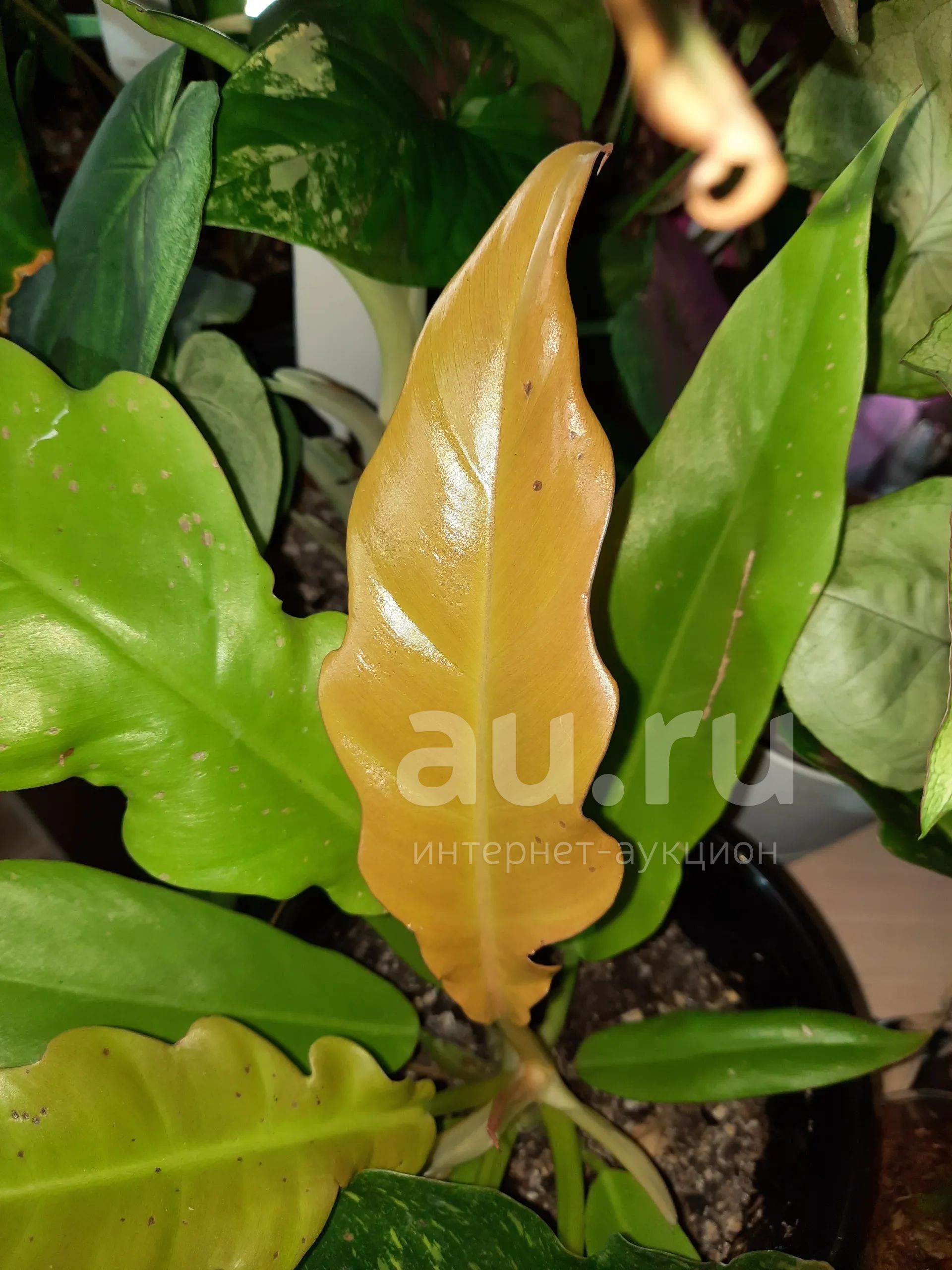 Филодендрон Золотой Крокодил (0622-36) - Asia Garden