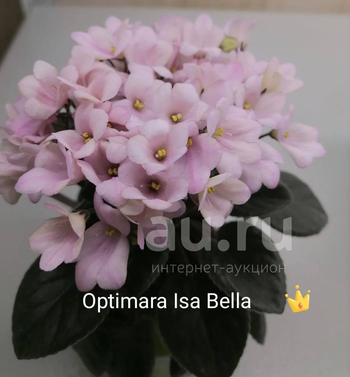 Фиалка изабелла