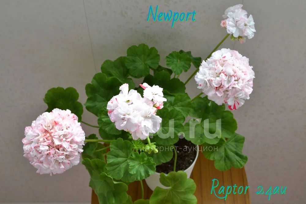 Newport пеларгония