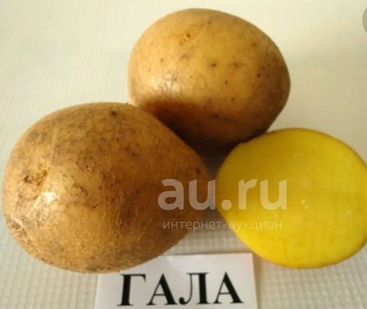 Картофель гала — купить в Красноярске. Картофель на интернет-аукционе Au.ru
