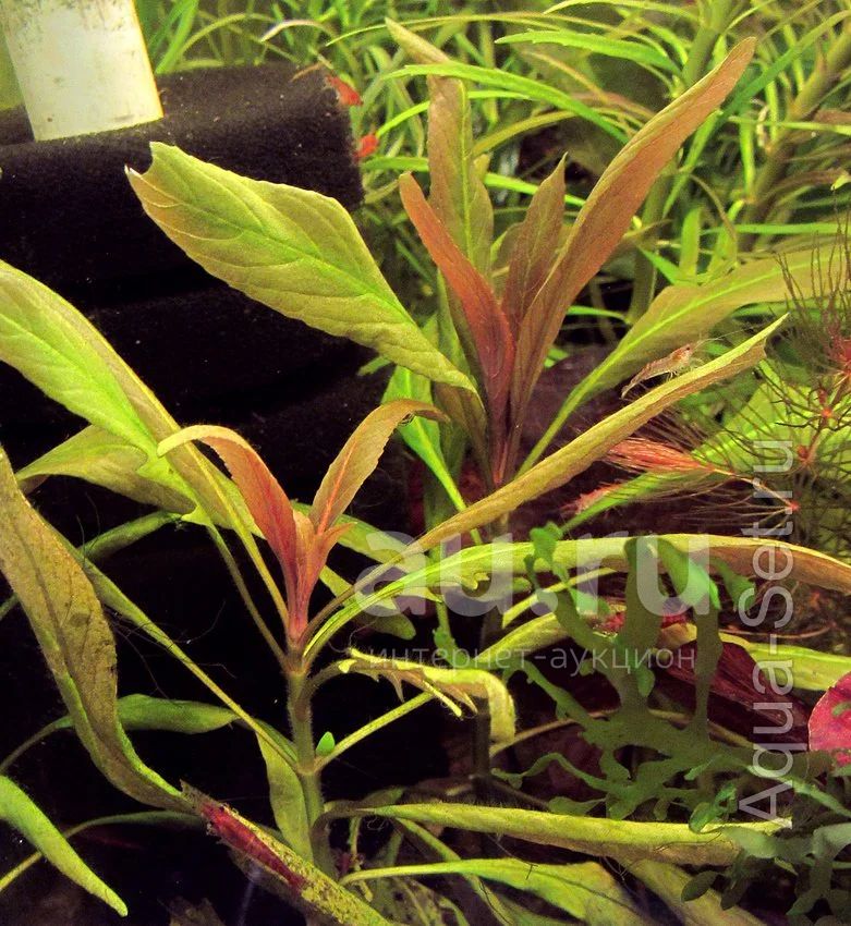 Аквариумное растение Staurogyne sp. Bihar (стаурогин бихар) — купить в ...