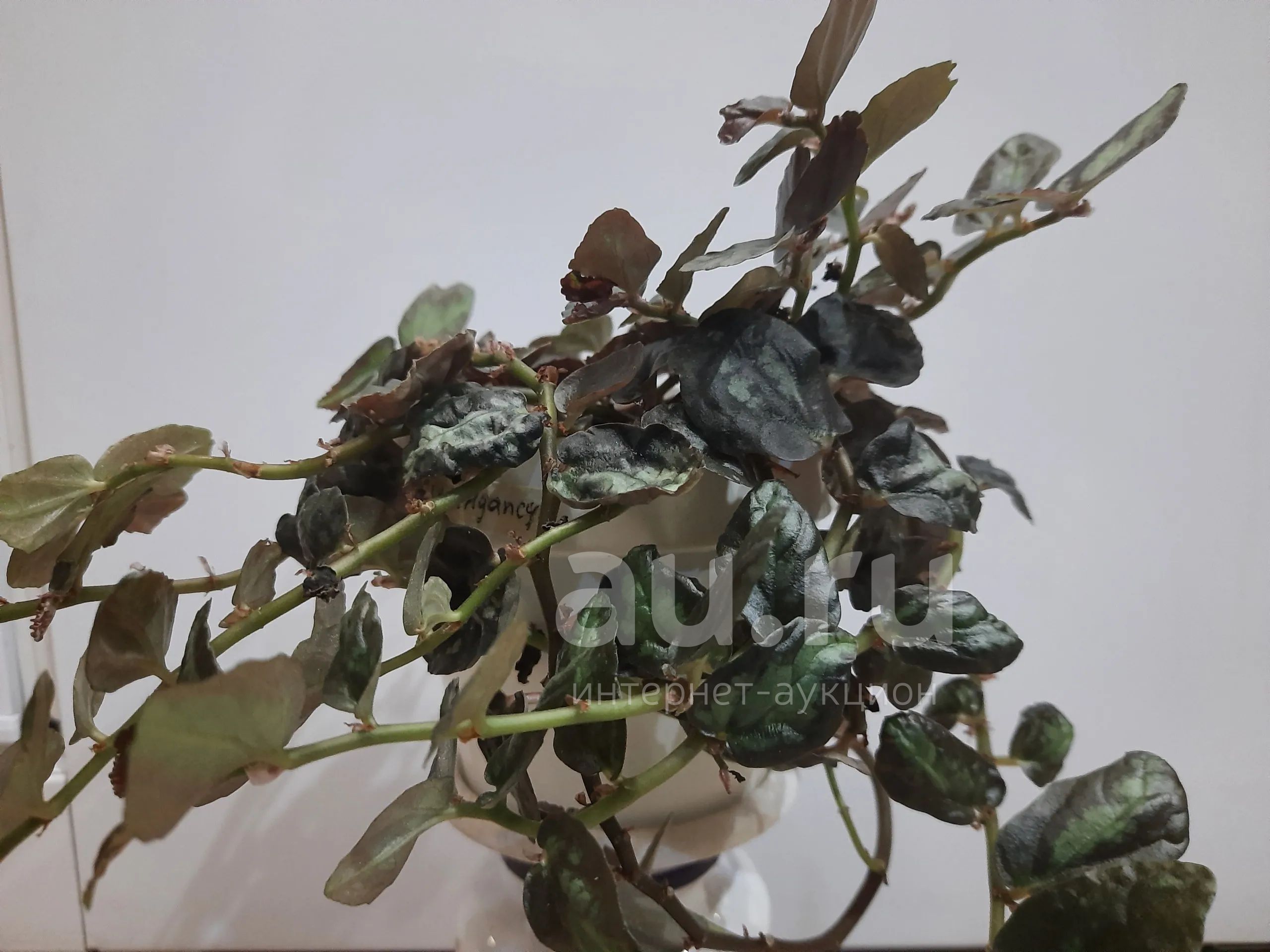 Пеллиония коротколистная