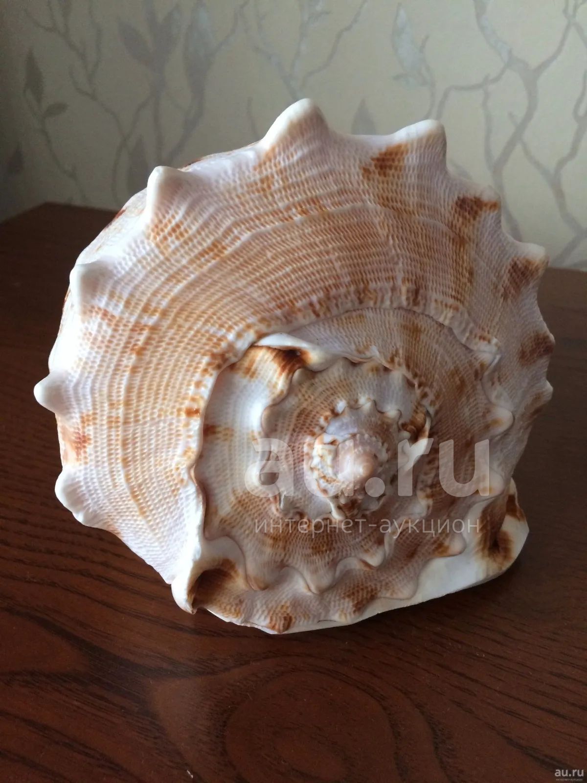 большая красивая морская ракушка — купить в Красноярске. Другое ...