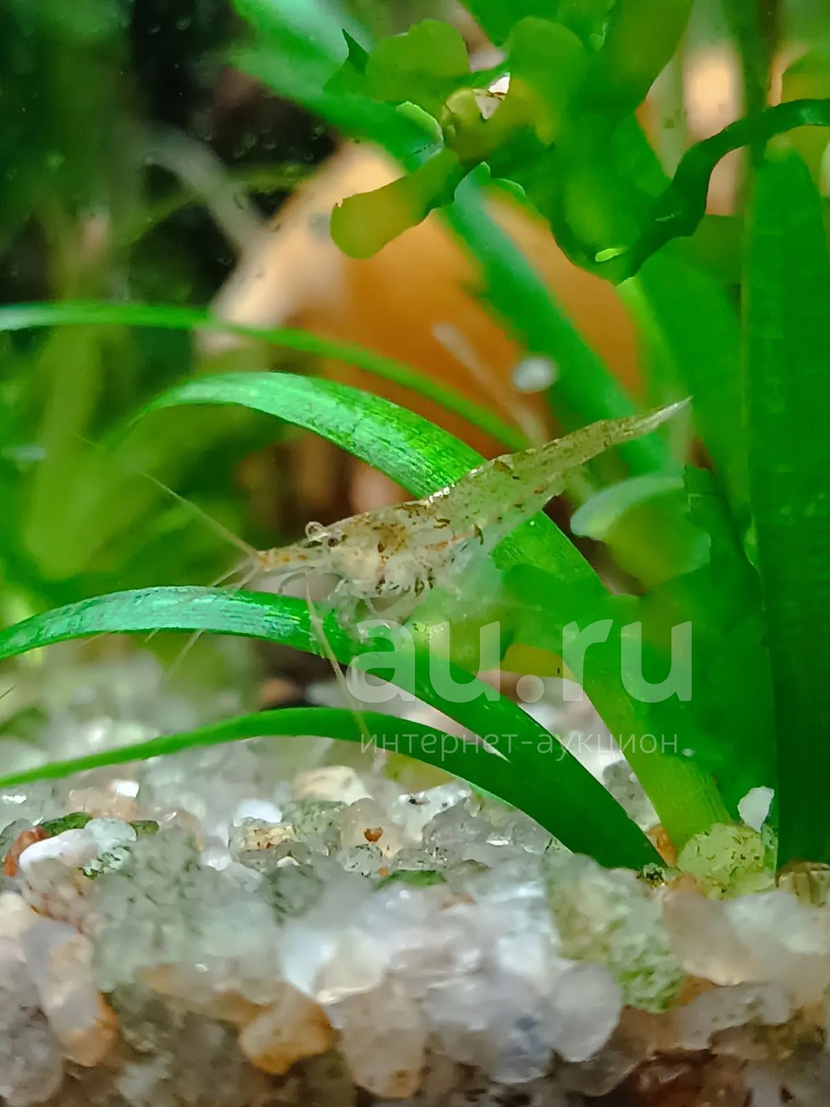 Креветки — купить в Красноярске. Моллюски, ракообразные, кораллы на ...