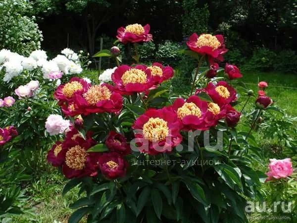 Огромный пион фото