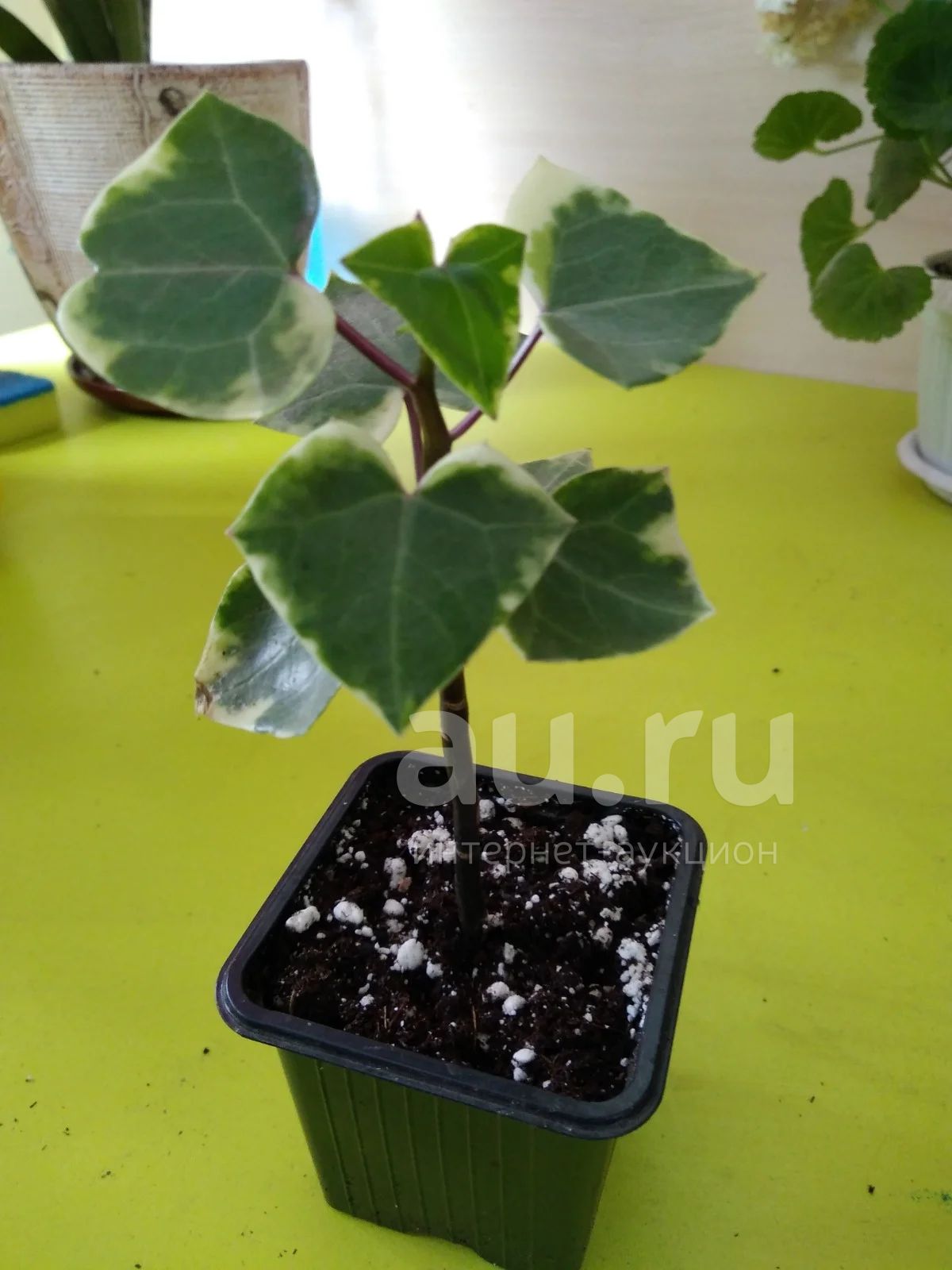 Крестовник крупноязычковый