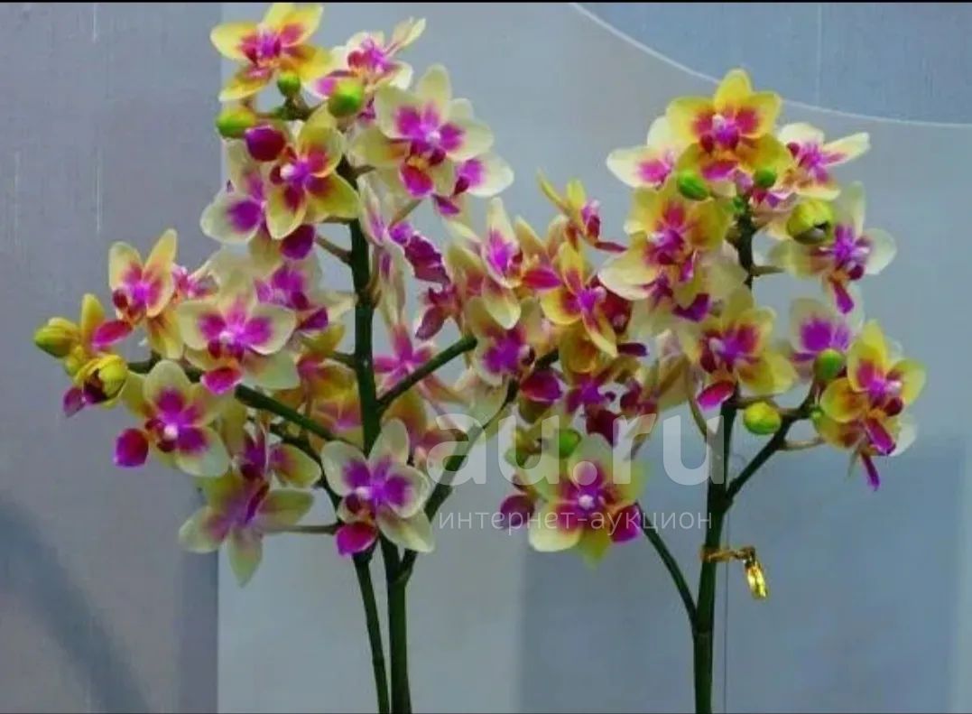 Орхидея Сого Готрис: описание, характеристики, выращивание и отзывы