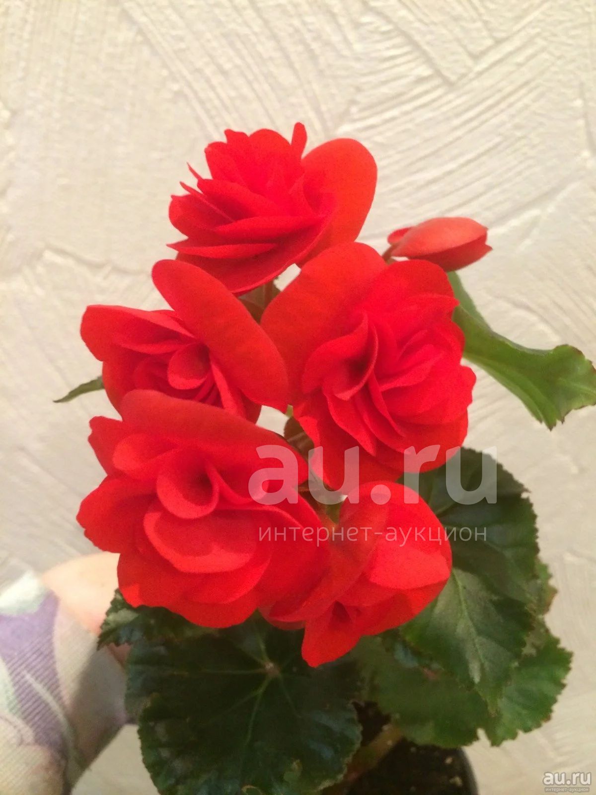 Бегония Элатиор Solenia Dark Pink