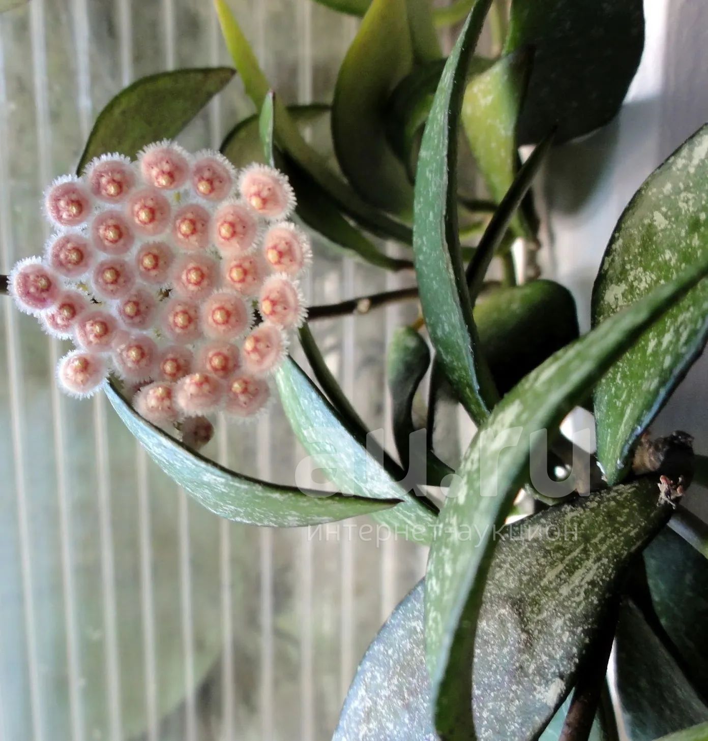 Hoya Светлана