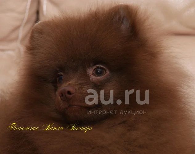 Шоколадные щенки шпица. — купить в Красноярске. Собаки, щенки на  интернет-аукционе Au.ru
