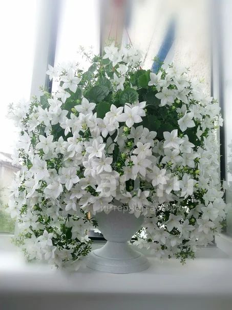 Кампанула Атланта белая