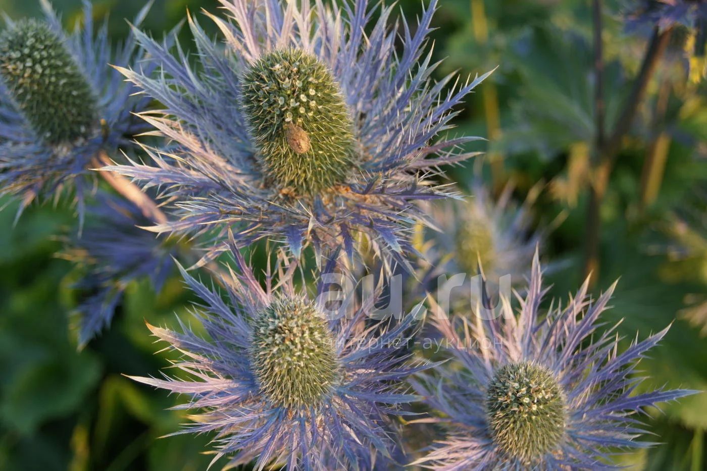 РЎРёРЅРµРіРѕР»РѕРІРЅРёРє Eryngium alpinum