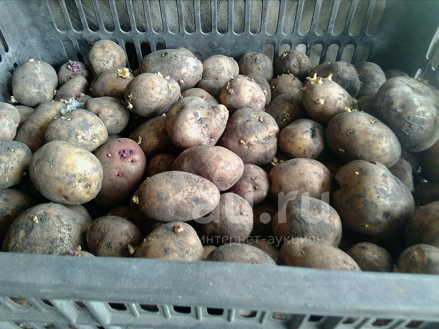 Где В Липецке Можно Купить Семенной Картофель