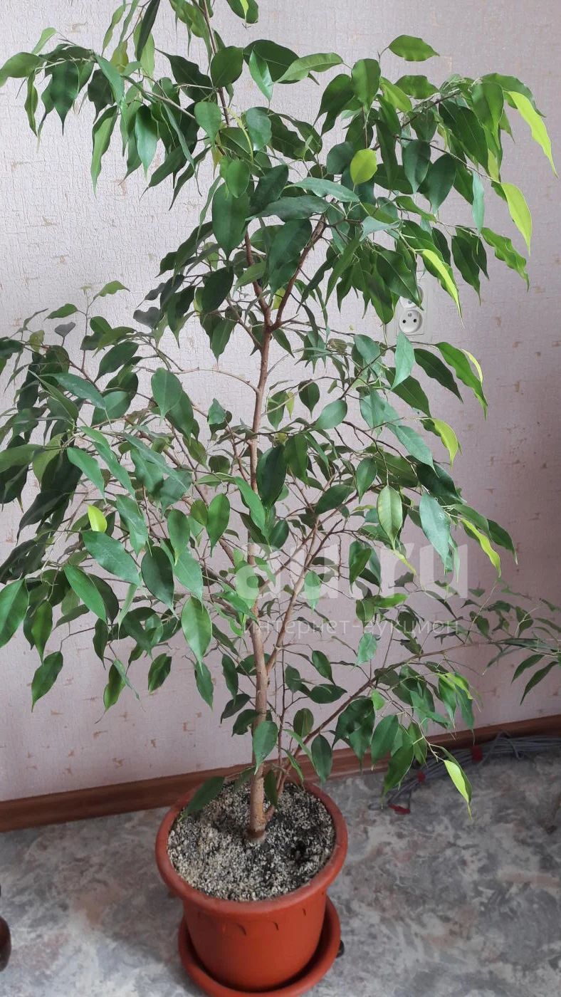 Домашнее Растение Похожее На Дерево