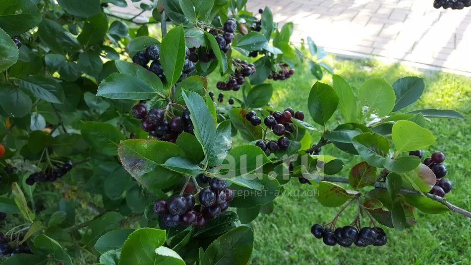 Черноплодная рябина коренной абориген америки была. Арония сливолистная Aronia. Арония черноплодная куст. Арония черноплодная (Aronia melanocarpa). Арония черноплодная "Неро" куст.