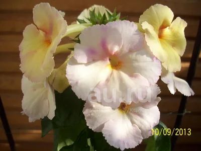 Ахименес Cote`d Ivoire (Кот д Айвуар). с крупными цветами оттенка ...