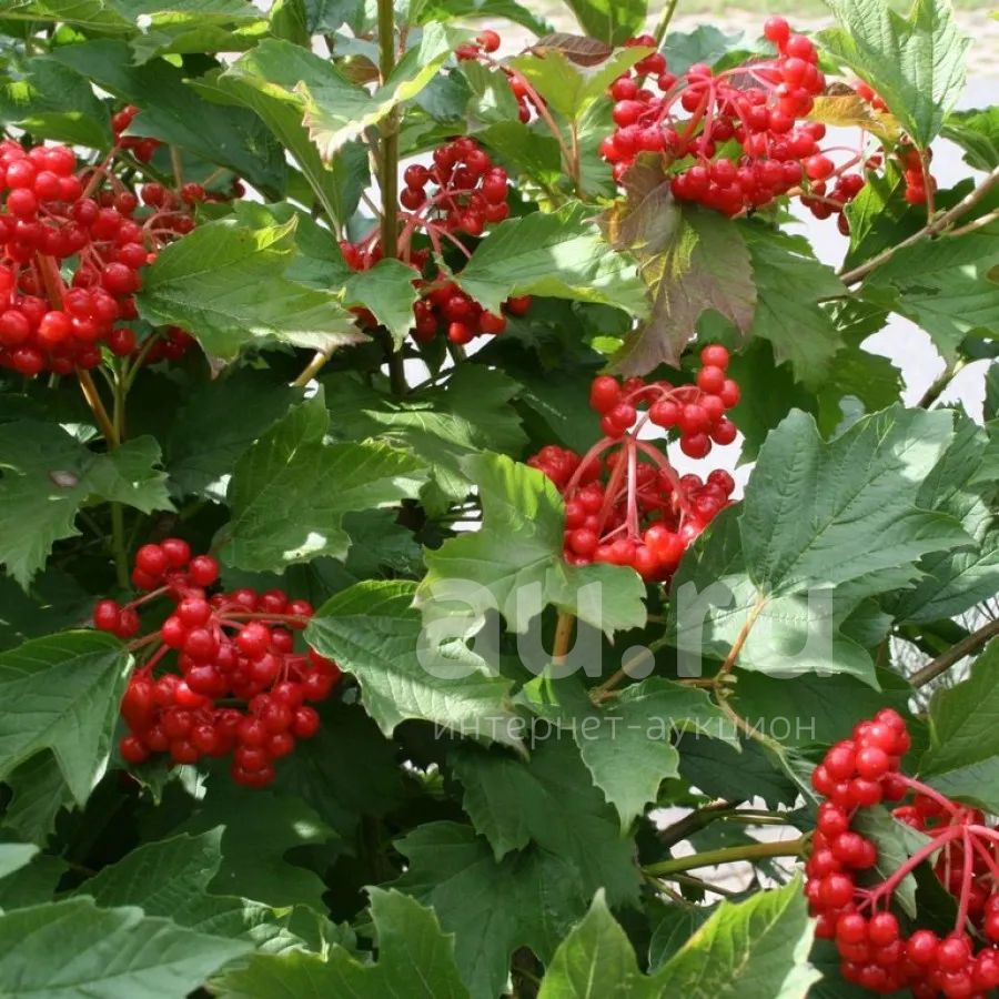 Калина обыкновенная (Viburnum opulus l.)